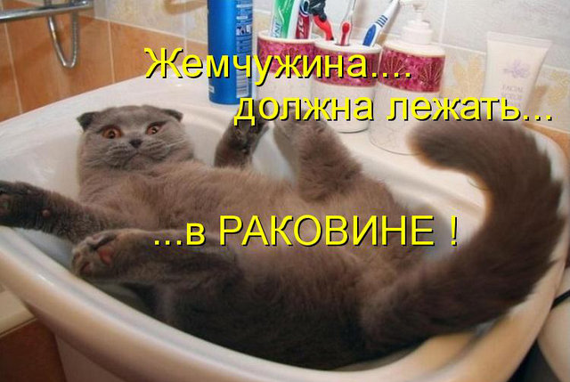 Котовторник 15.02.2011