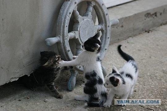 Кошачий март