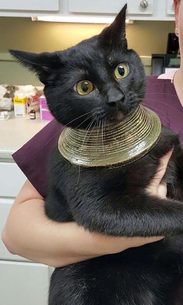 Прикольных котов пост