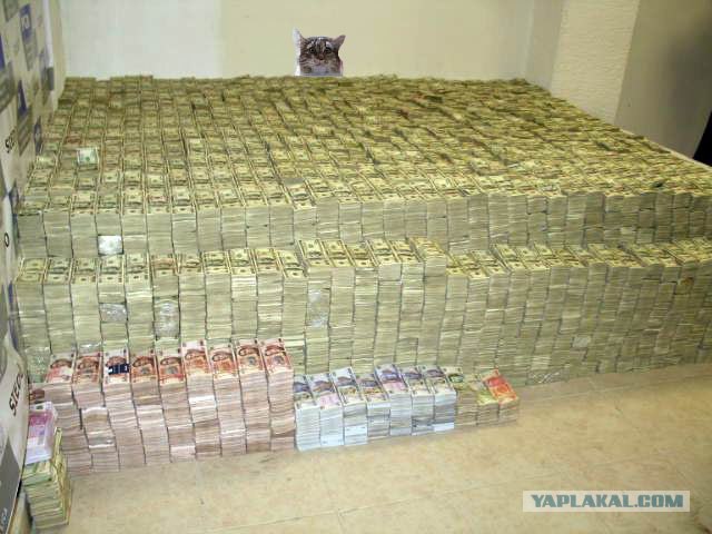 Состоятельный котовторник