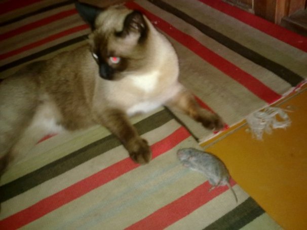 Котовторник 22.11.11