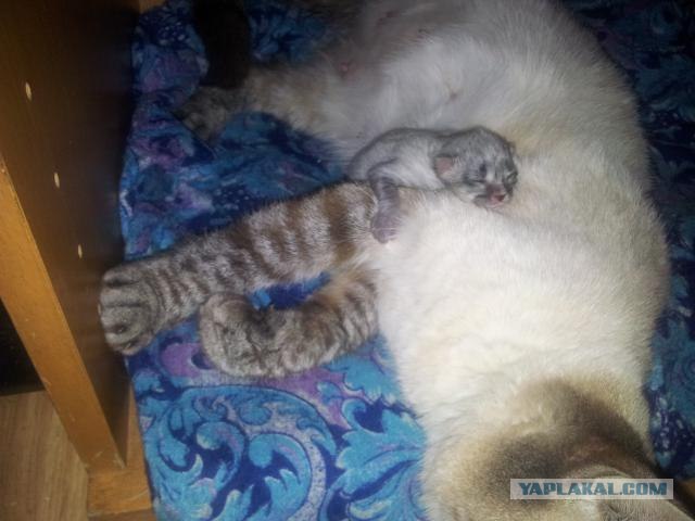 Котовторник 22.05.2012