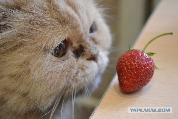 Котовторник 24.07.2012
