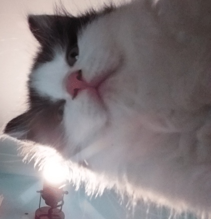 Прикольных котов пост