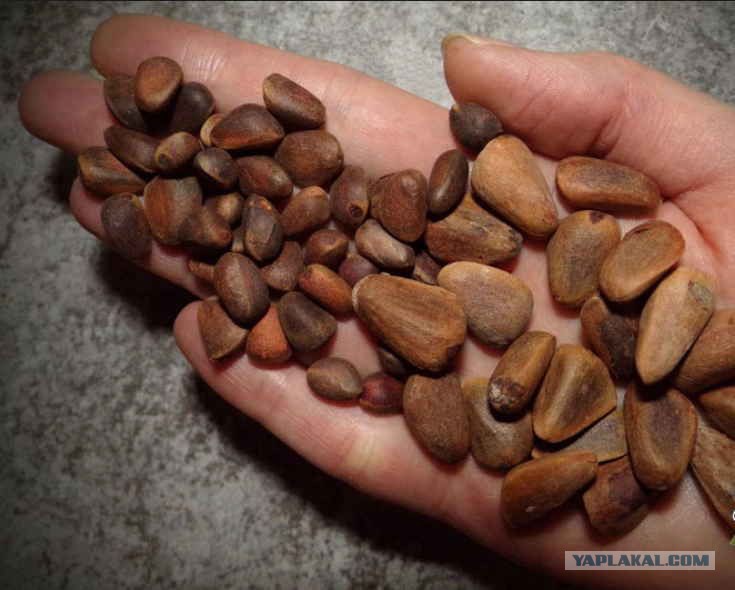 Как называется дерево семена которого кедровые орехи. Дальневосточный Кедровый орех. Маленькие орехи кедровые. Кедровый орех Дальневосточный и Сибирский. Мелкие орешки.