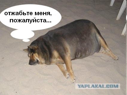 Фотожаба: О чем же думает собака?....