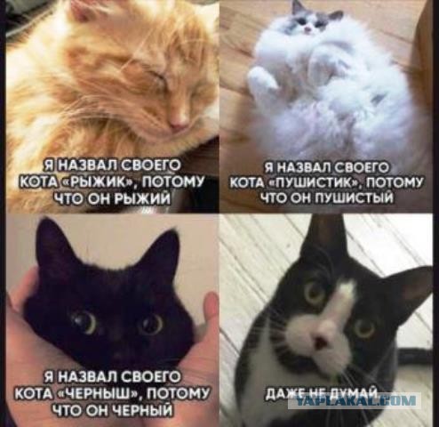 Девушки котовторника