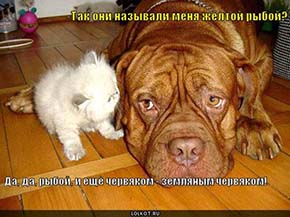 Стрелков обвинил Путина в слабости