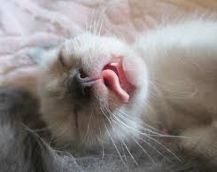 Позы для сна у кошек - что они означают?