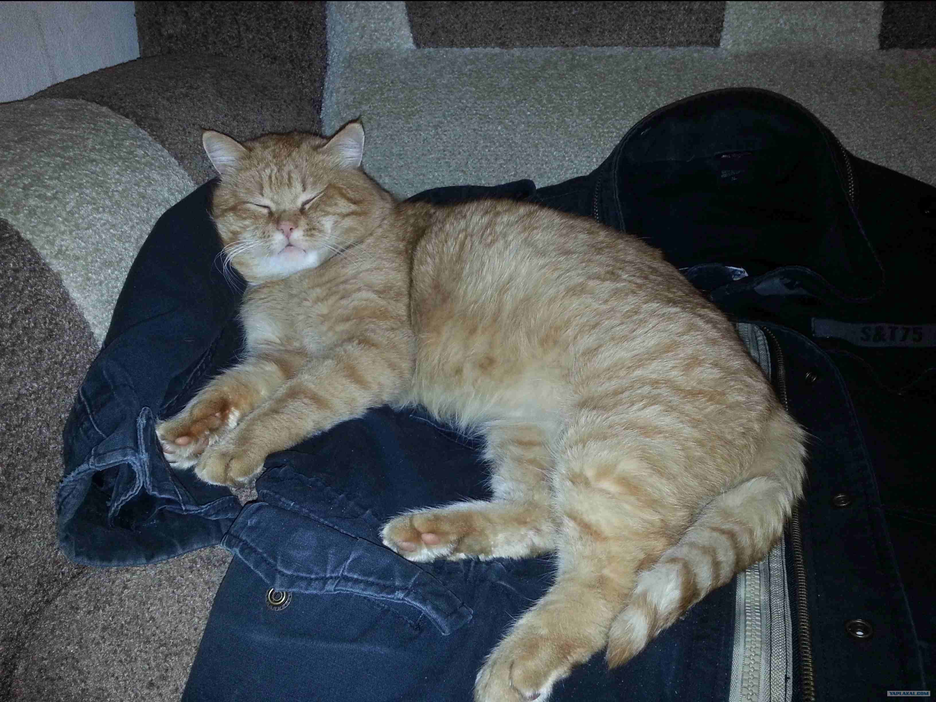 Явление кота