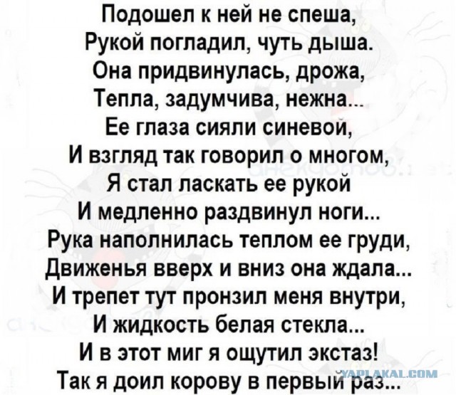 Пословицы про сиськи