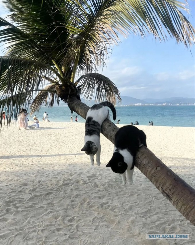 Картинки на 15.04.2025