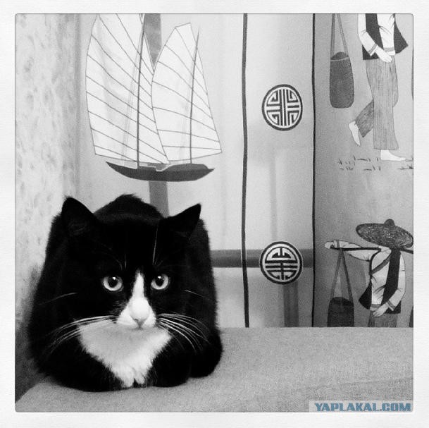 Котовторник 29.04.14.