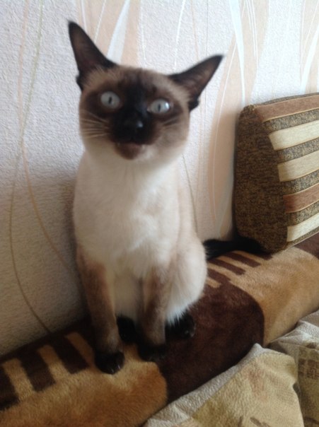 Котовторник 27.5.2014