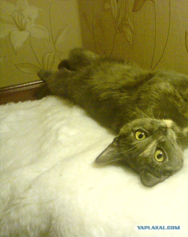 Котовторник 09.09.2014