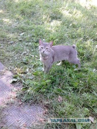 Котовторник