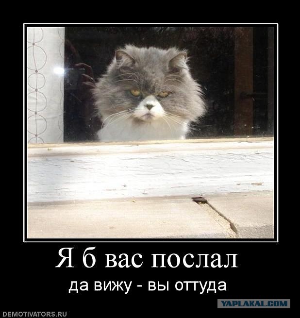 Некоторые факты о кошачьих рекордах