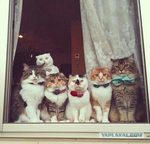 Котовторник