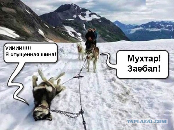 Прикольные картинки