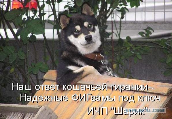 Собаки против котов