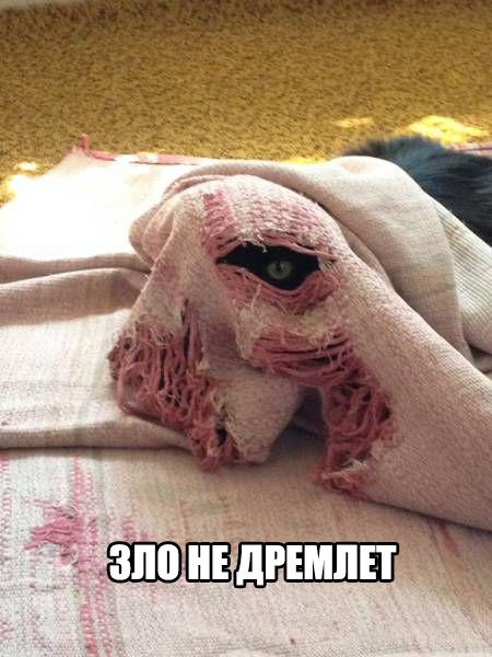 Подборка забавных картинок