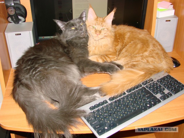 Котовторник 16.02.16