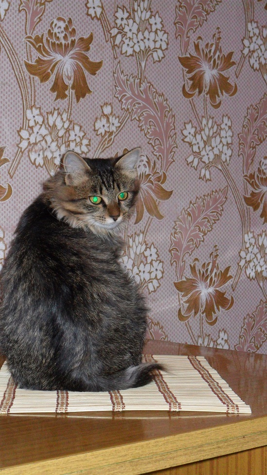 Котовторник  01.03.2016
