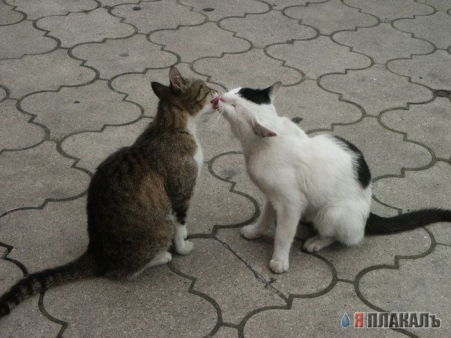 Коты, кошки, котята