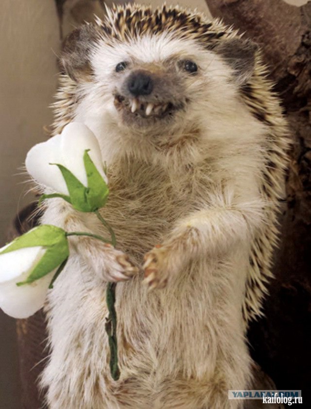 Дополнительные возможности Пятачка