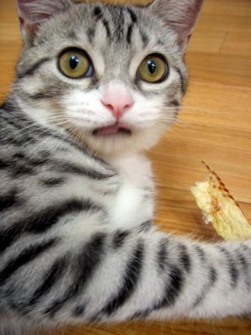 Вторничный котомёт