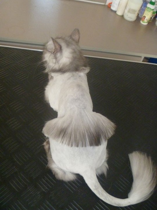 Коты из сети