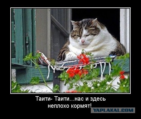 Очаровательный круглый кот Хосико
