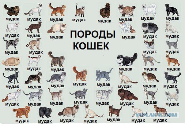 Зажигательный танец капоэйра