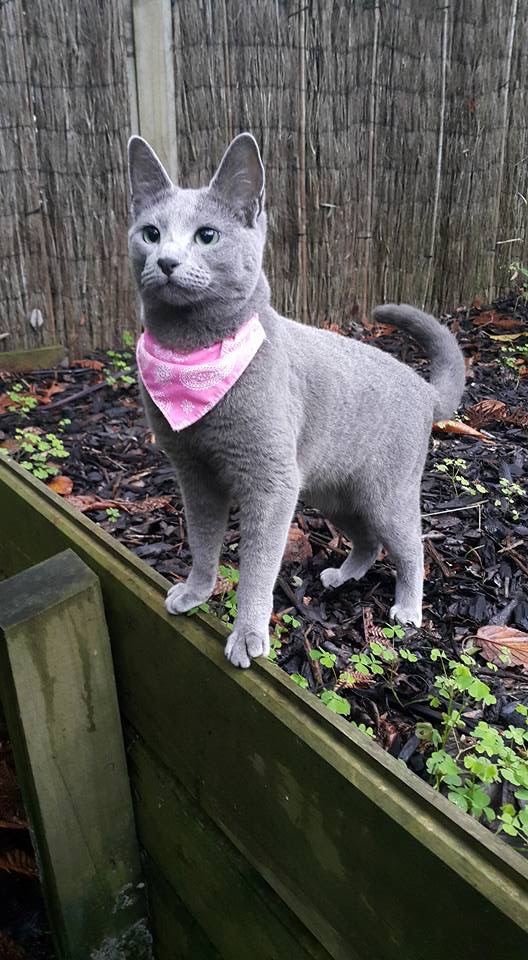 Коты и Кошки