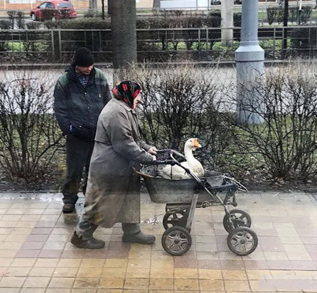 Подборка безудержного веселья
