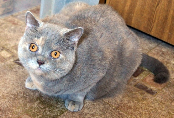 Котовторник 31.10.2017