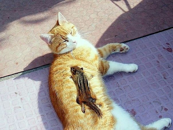 Котовторник 12.12.2017