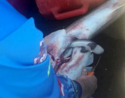 Сердобольный рыбак сделал кесарево мёртвой акуле и спас 100 её детёнышей