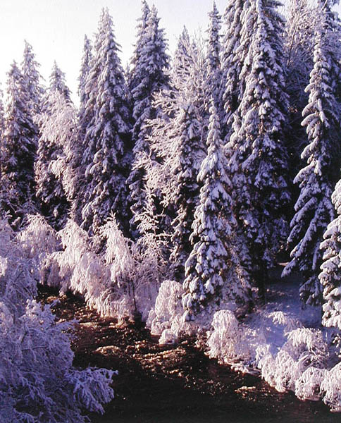 Снежный лес.