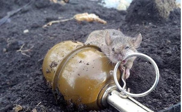Живность из сети