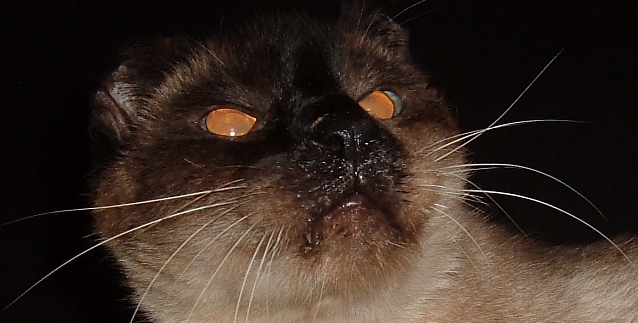 Котовторник ужасов (36 фот)