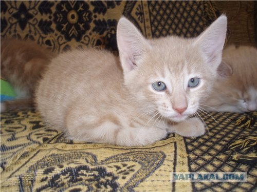 Котовторник 4.01.2011 - первый котовторник года