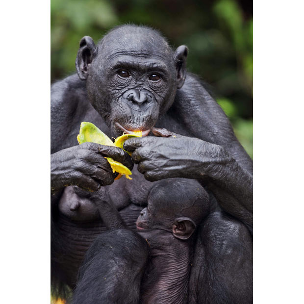 Заповедник Lola ya Bonobo в Конго