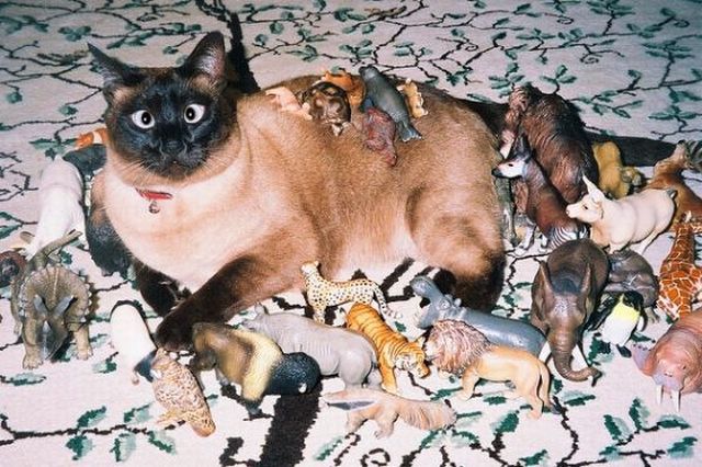 Эпический Котовторник!