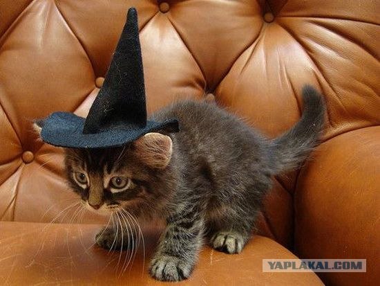 Состоятельный котовторник