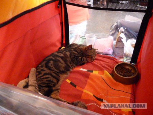 Сонный Котовторник