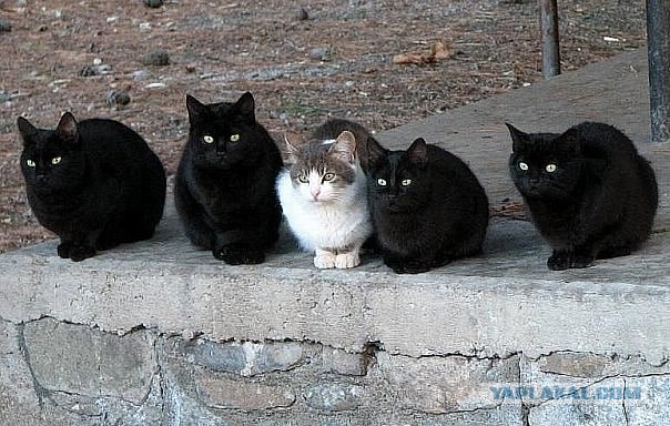 Котовторник 1.11.11