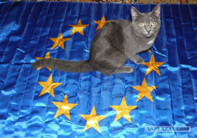 Котовторник 22.11.11
