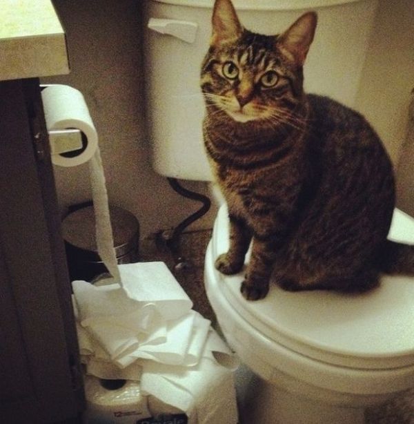 Прикольных котов пост