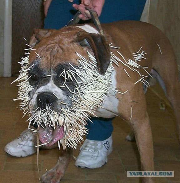 Очень острый опыт бульдожки